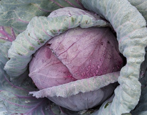 Red cabbage plant - red,