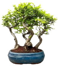 Chinese Elm Bonsai Tree -