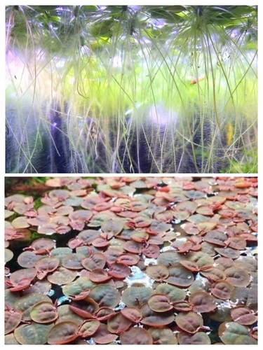 Amazon frogbit plus 6 - 6,