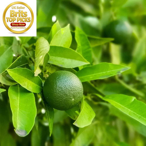 Evergreen lime tree citrus - lime,