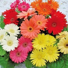 25 Gerbera Jamesonii Daisy Mix