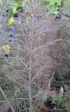 HERB  FENNEL BRONZE FOENICULUM PURPUREUM  500 SEEDS