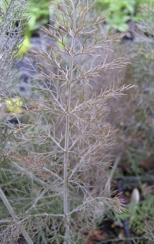 Herb fennel bronze - herb, foeniculum