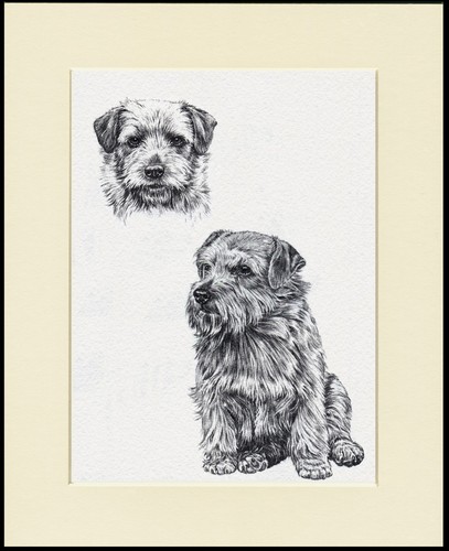 Norfolk terrier dog - norfolk, print