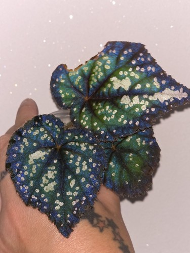 Begonia fairytale rare plant - begonia,