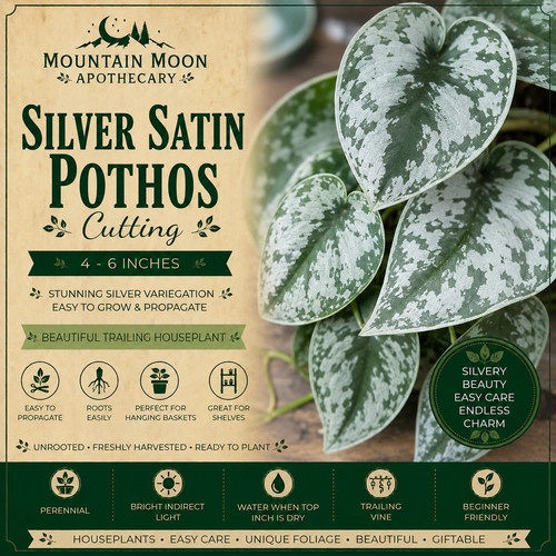 Silver satin pothos cutting - satin,