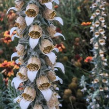 Digitalis Lanata 'Cafe Creme'