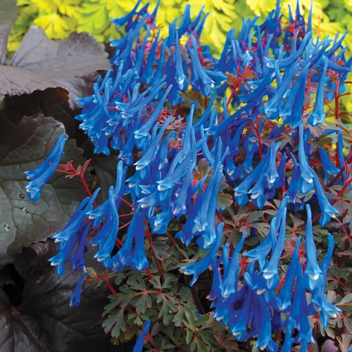 Corydalis blue heron - corydalis, heron'
