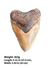 Authentic Megalodon Shark