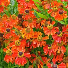 Helenium Moerheim Beauty Sneezeweed Red Flowering Ornamental Perennial Plant