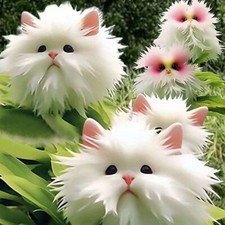 30Pcs Seeds Cute Monkey Face