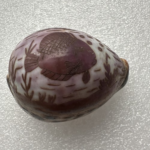 Hand carved tiger cowrie - carved,