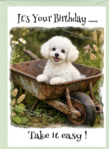 Poodle white dog - poodle,