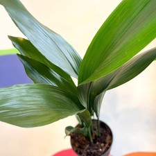 Aspidistra elatior - Cast Iron
