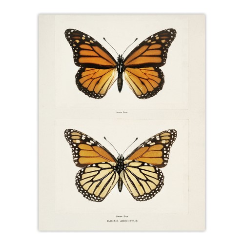 Monarch butterfly vintage - butterfly,