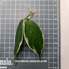 Hoya Polyneura albo Rooted