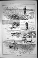 Original Old Antique Print Farms Hares Lurcher Sheep Dog Hunting Shooting 1887