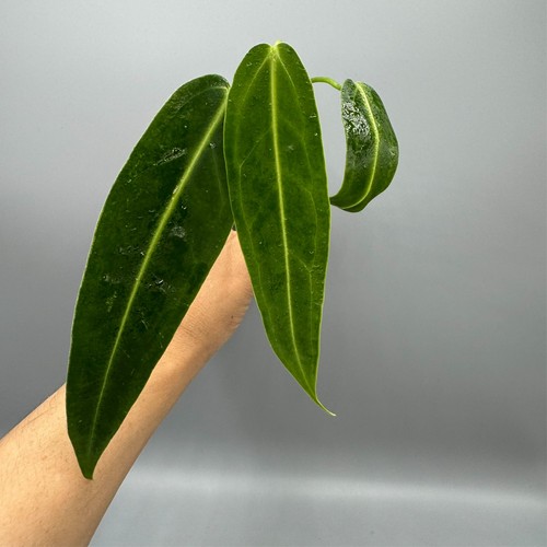 Anthurium warocqueanum queen - warocqueanum,