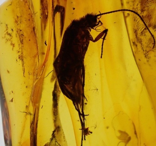 Beautiful baltic amber diptera - baltic,
