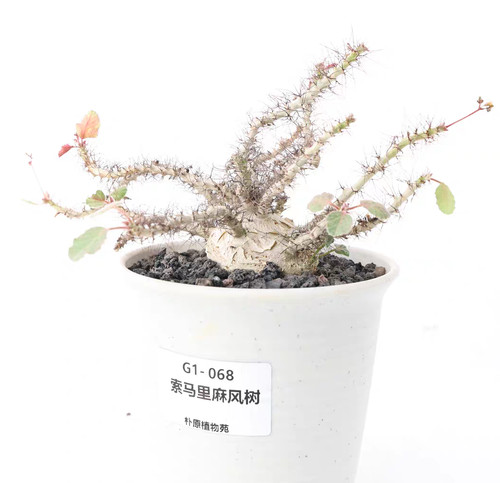 Rare jatropha marginata - rare, random