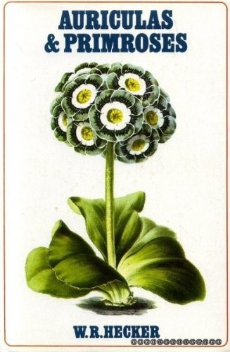 Auriculas and primroses - primroses,