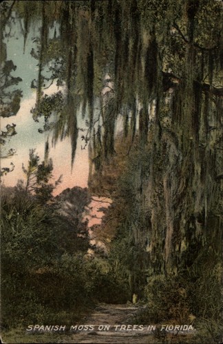 Spanish moss trees florida - spanish,