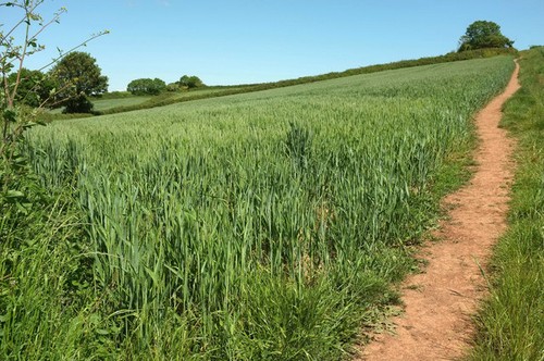 Photo 12x8 wheat near higher - 12x8,