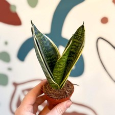 Sansevieria trifasciata