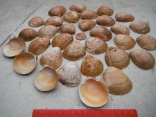 job lot of" Smooth", Norway Cockles", North Wales, crafting,wedding,aquarium