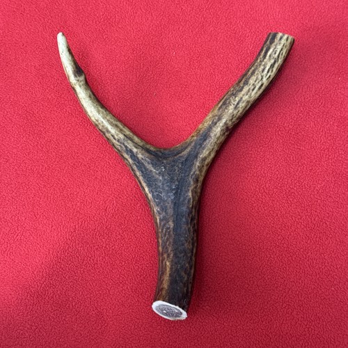 One piece deer antler - deer, y