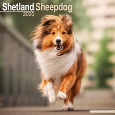 Shetland Sheepdog 2026 Calendar  Square Wall Calendar  Dog Breed Gift  Plastic F