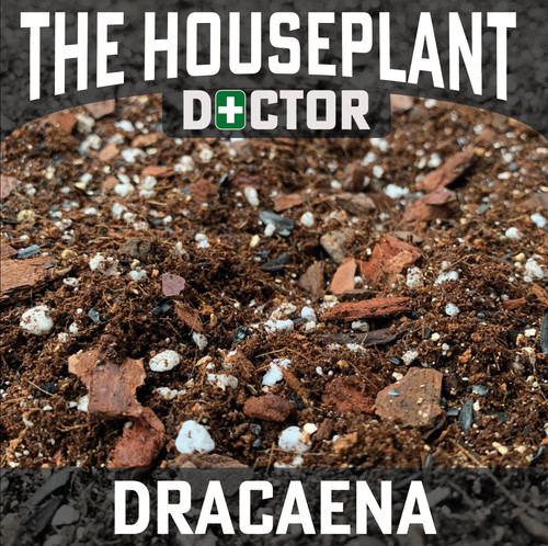 Dracaena compost soil dragon - dracaena,