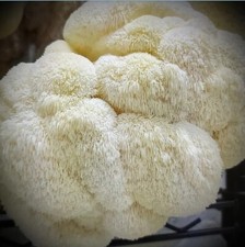 900g Lions Mane Mushroom Spawn - Commercial "Lion's Pride" Strain