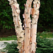 1 Betula Nigra / River Birch Tree, 40-60cm Tall, Stunning Peeling Bark
