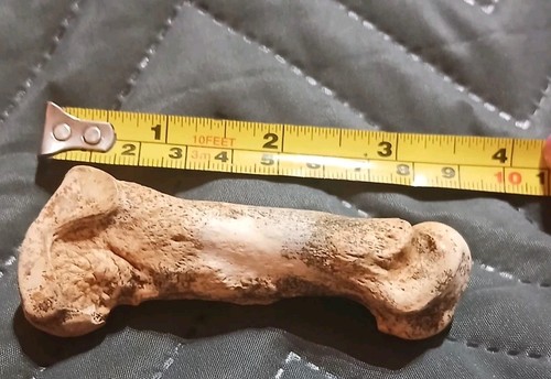 Cave bear bone - bone, prehistoric
