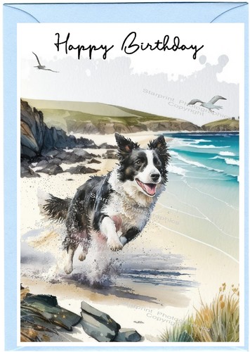 Border collie dog sheepdog - collie,