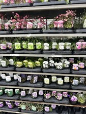 Mixed alpines rockery - 5x,