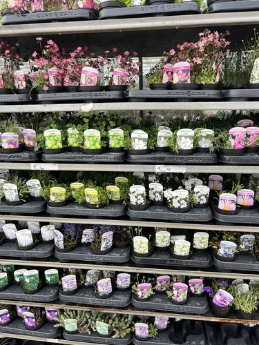 Mixed alpines rockery - 5x,