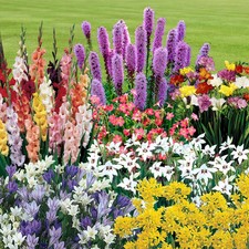 300 summer flowering bulb - 300,