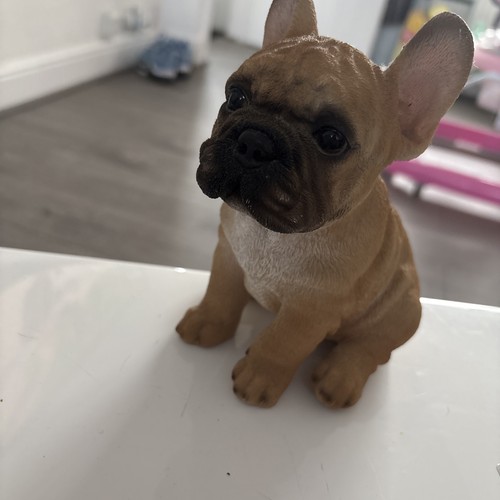 French golden bulldog puppy - bulldog,