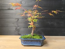 Japanese Maple (Acer) Bonsai Tree |  Informal Upright | In 20cm Pot Outdoors 