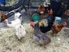 6 x plus 2 free large breed