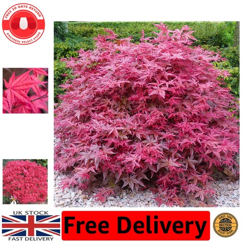 Beni maiko japanese maple tree - japanese,