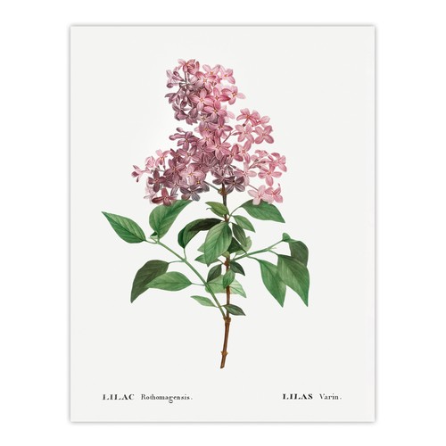 Chinese lilac floral redoute - chinese,
