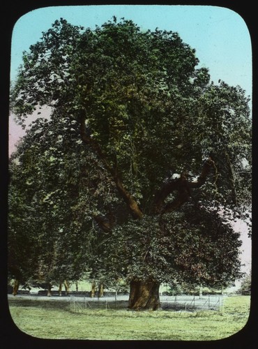 Chestnut tree c1890 - chestnut,