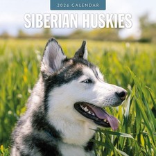 Siberian Huskies 2026 Square Wall Calendar
