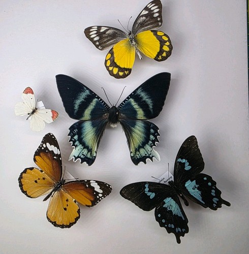 Real butterfly moth collection - butterfly/moth,