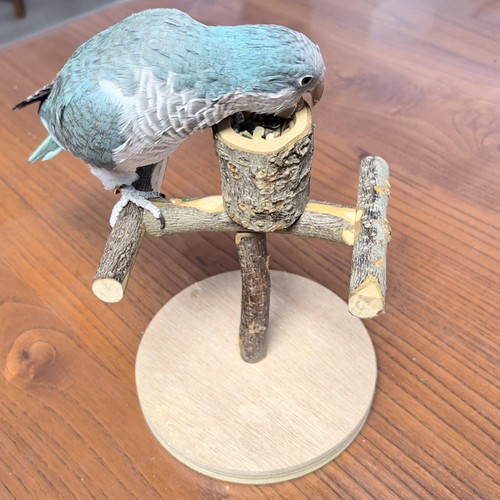 Bird training stand wooden - training,