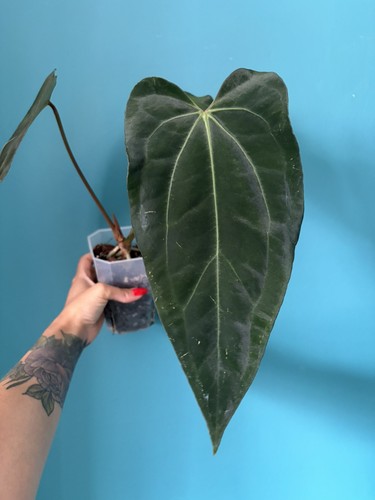 Anthurium carla buz - buz, 1