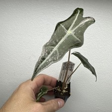 Alocasia Nobilis Pink